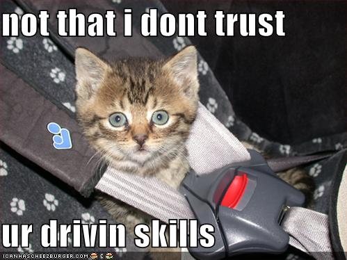 funny kitten pictures. So this isn#39;t going